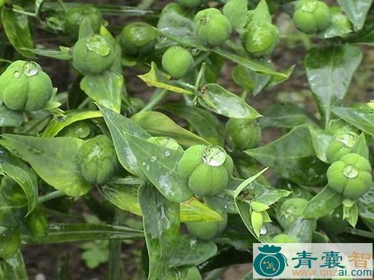 中药材青皮草图片