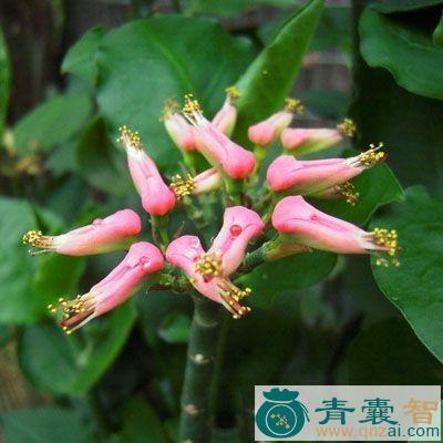 中药材青竹标根图片