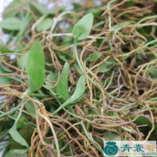 中药材青箭杆草图片