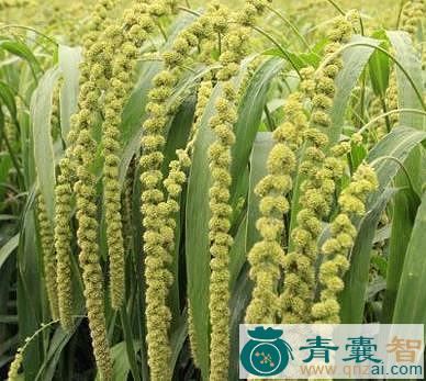 中药材青粱米图片