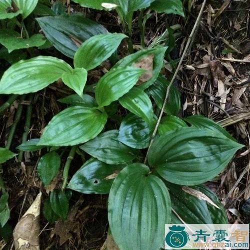 中药材青红草图片