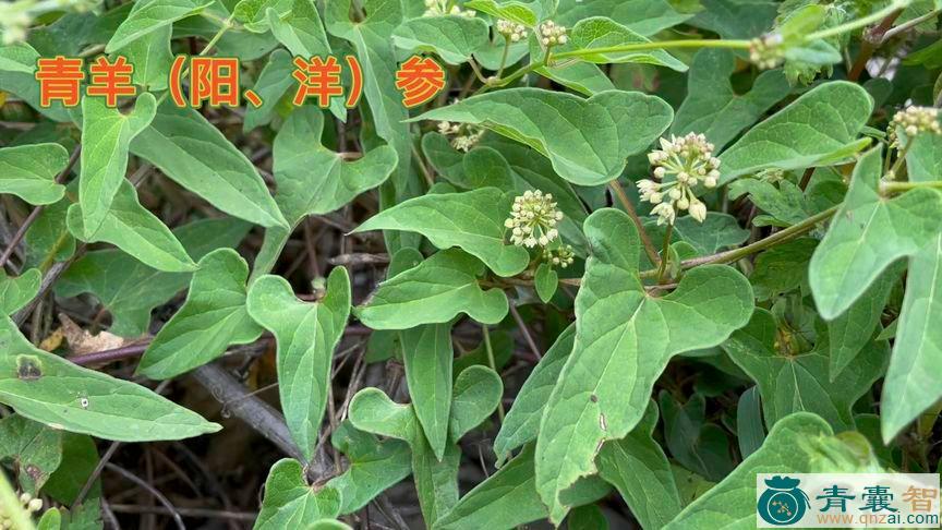 中药材青羊图片