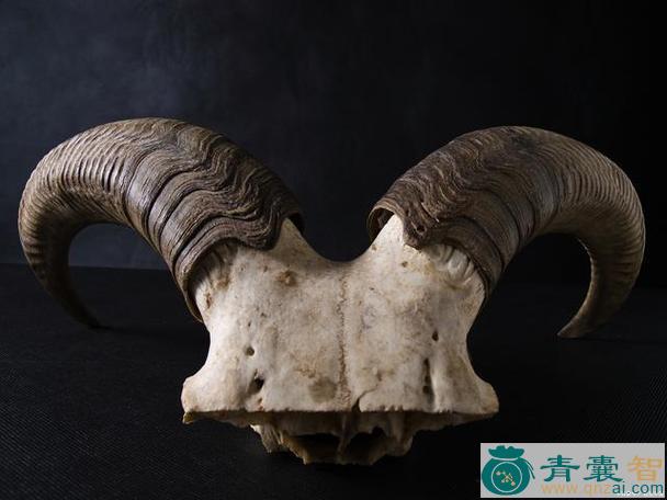 中药材青羊角图片