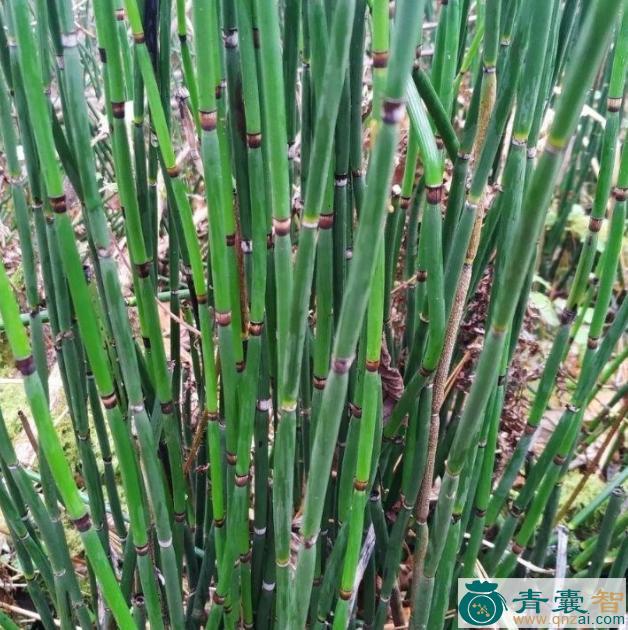 中药材青节草图片