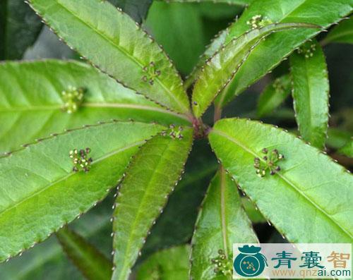 中药材青荚叶茎髓图片