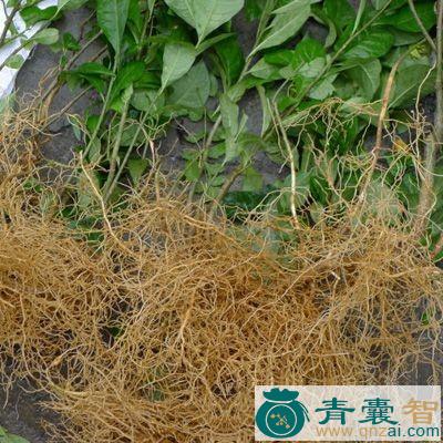 中药材青药图片