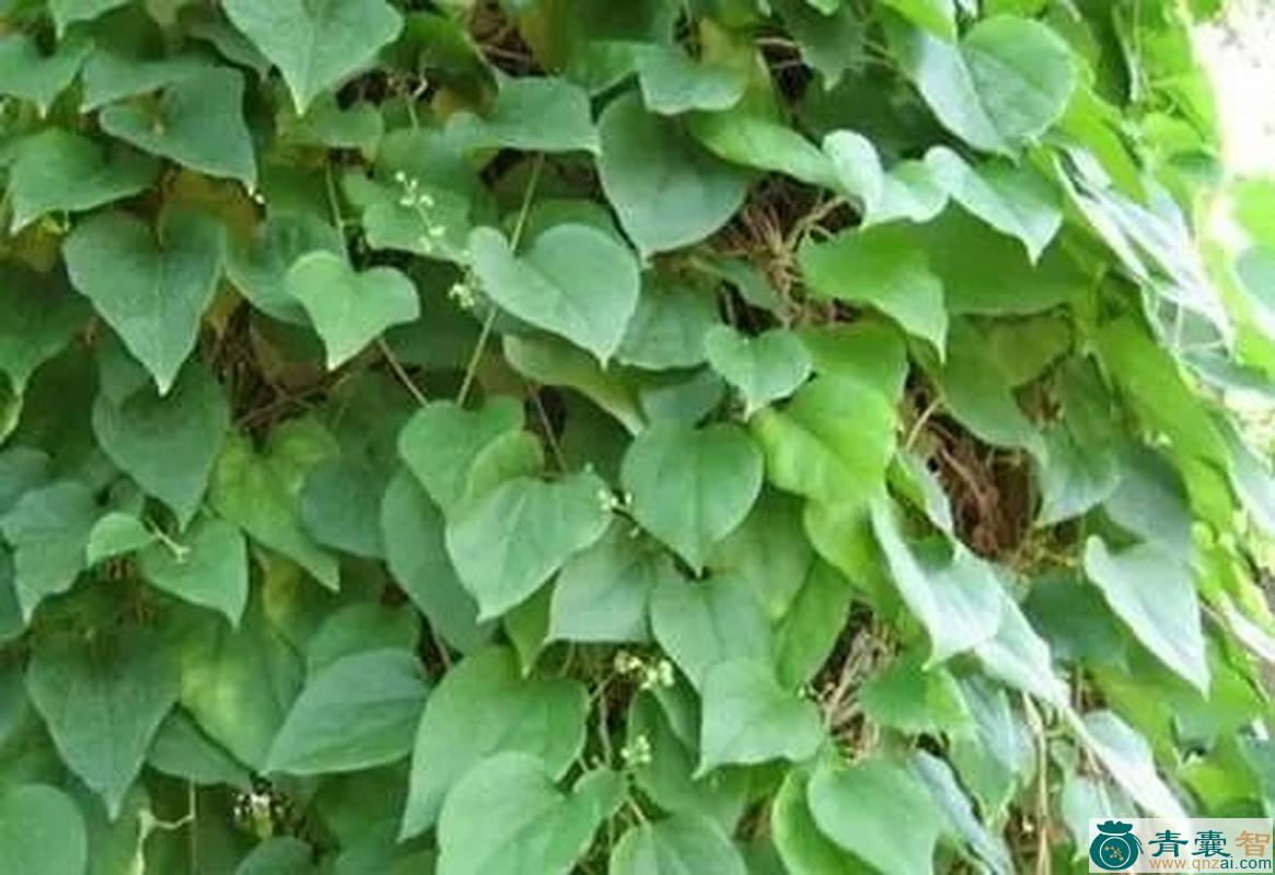 青藤的性状性味归经以及功效用法-青囊智