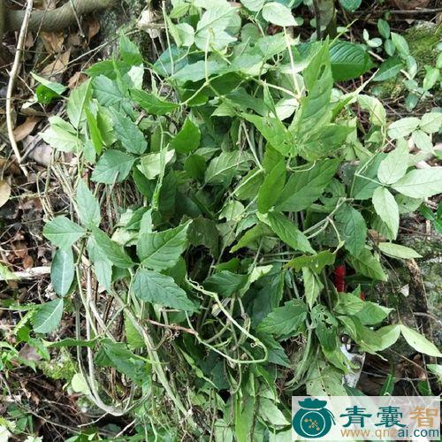 中药材青藤子图片