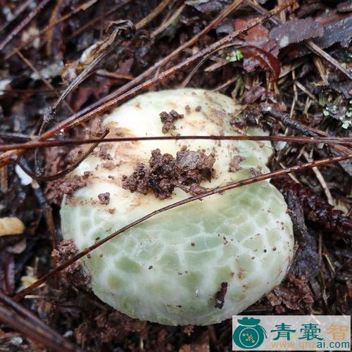 中药材青蘑图片