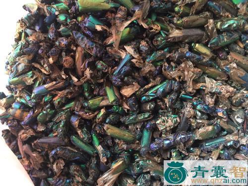 中药材青虫图片