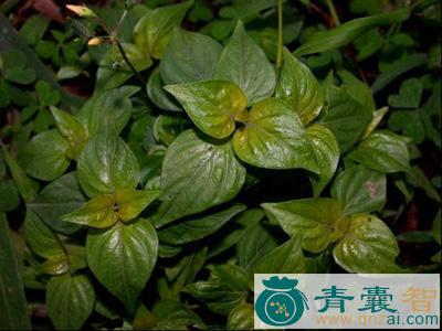 中药材青蛇仔图片