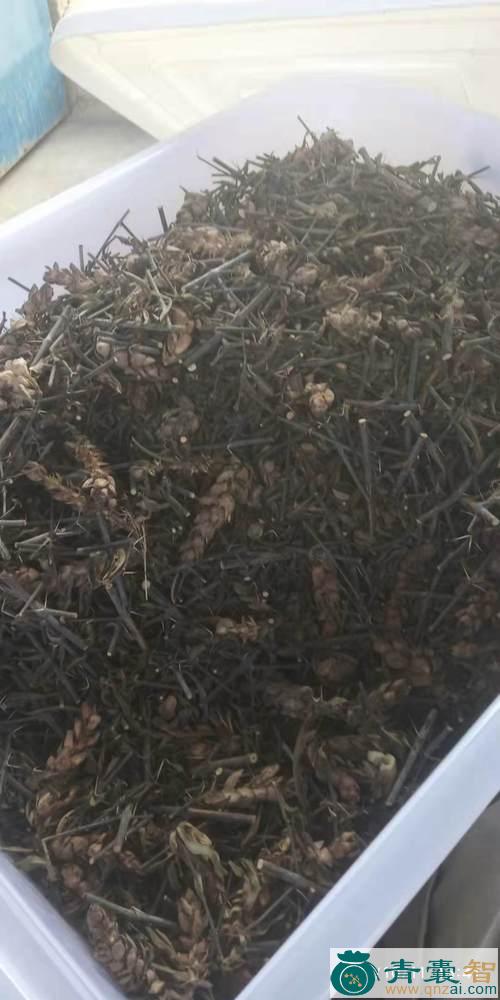 中药材青蛇剑图片