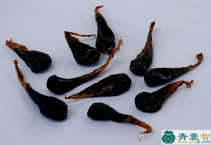 中药材青蛇胆图片