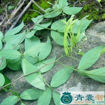 中药材青酒缸根图片