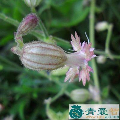 中药材青骨藤图片