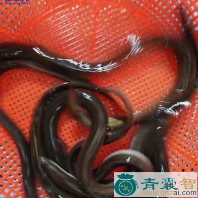 中药材青鳝图片