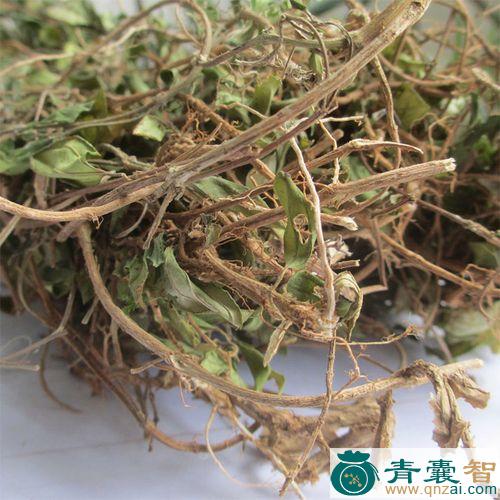 面根草的性状性味归经以及功效用法-青囊智