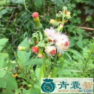 中药材革命菜图片