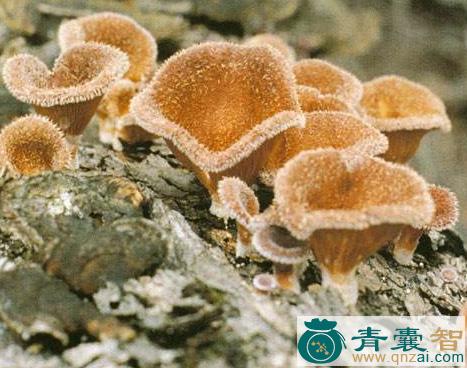 中药材革耳图片