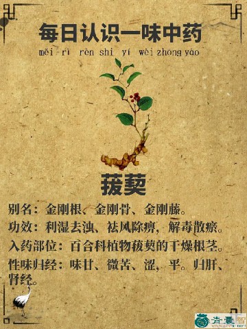 中药材鞘菝葜图片