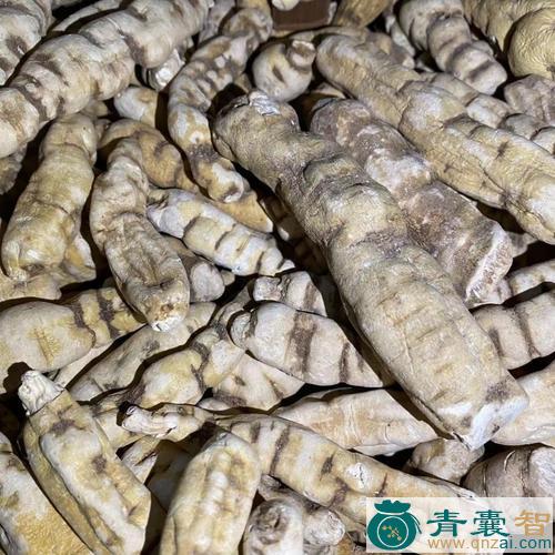 中药材鞭龙图片
