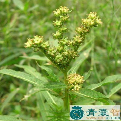韭叶芸香草的性状性味归经以及功效用法-青囊智