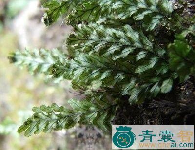 中药材顶果膜蕨图片