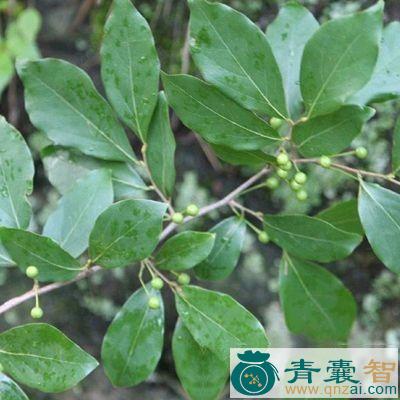 中药材顺江木图片