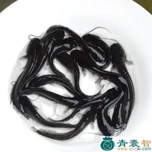 须子鲇的性味归经以及功效用法-青囊智