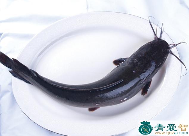 中药材须手鲇图片