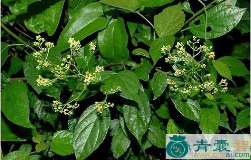 顽纠占的性味归经以及功效用法-青囊智