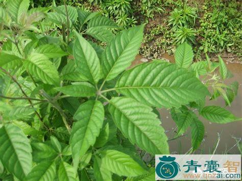 中药材额头草图片