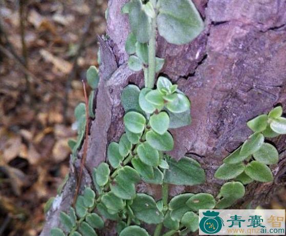中药材风不动藤图片