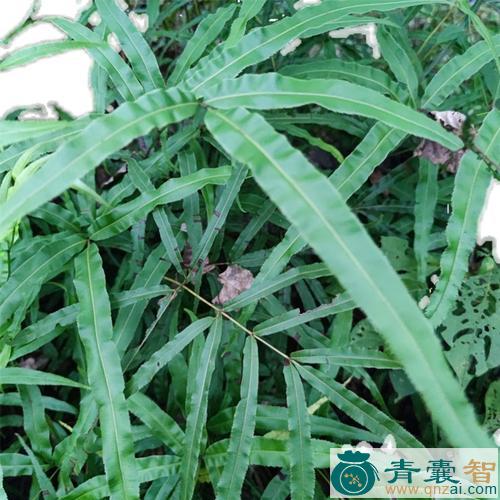 中药材风交尾图片