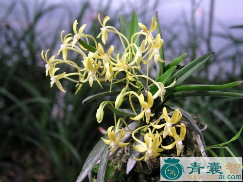 中药材风兰图片