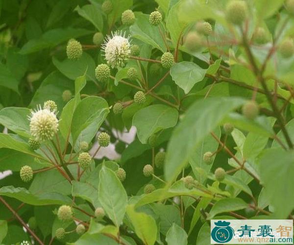 风响树的性味归经以及功效用法-青囊智
