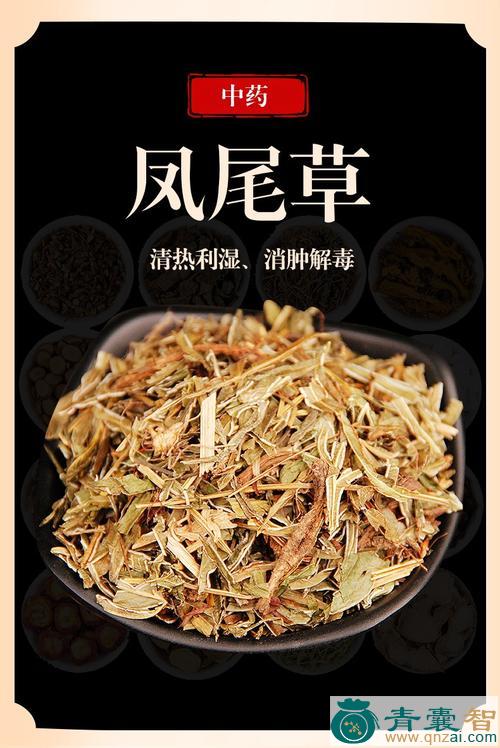 风尾草的性味归经以及功效用法-青囊智