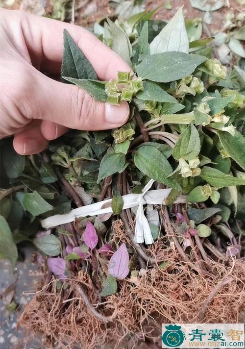中药材风打草草图片