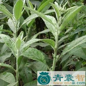 中药材风气草图片