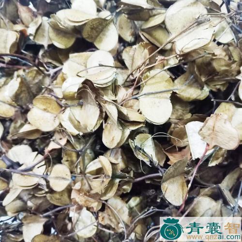 中药材风箱树叶图片