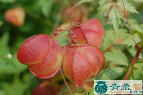 风船葛的性状性味归经以及功效用法-青囊智