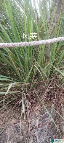 中药材风茅草图片