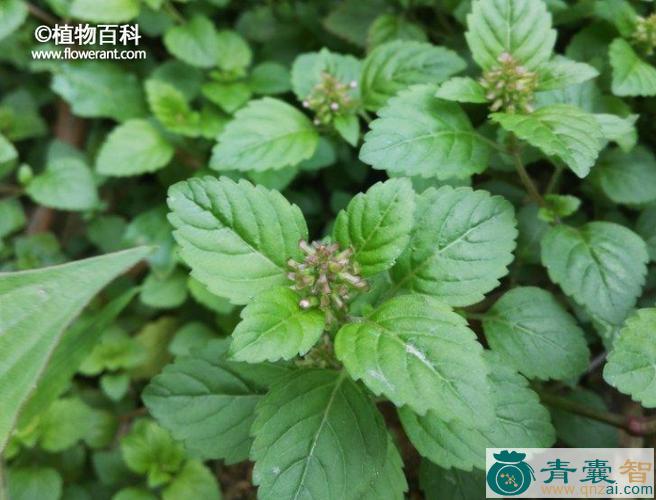 中药材风轮菜图片