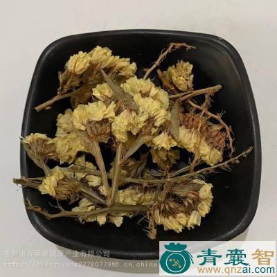 中药材风迎花图片