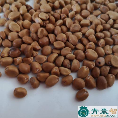 中药材飘摇豆图片