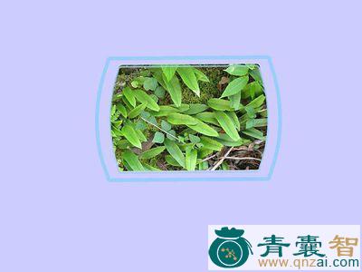 中药材飞刀剑图片