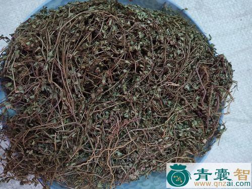 中药材飞扬蕨图片