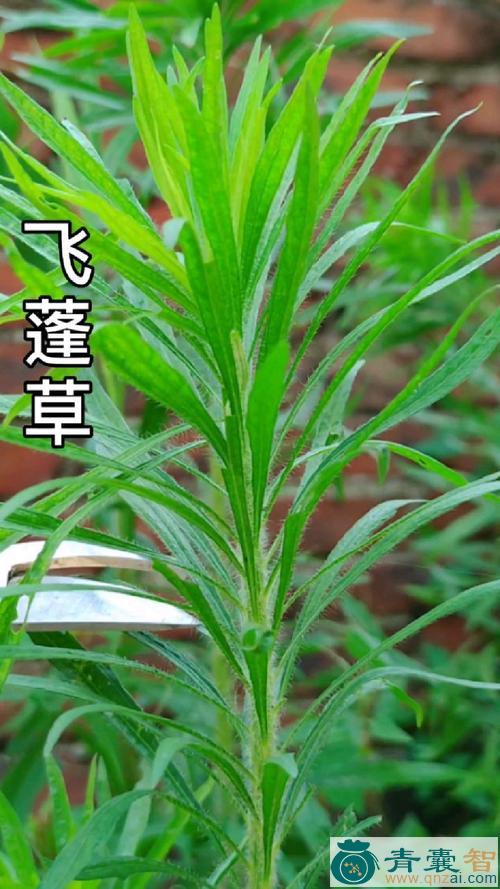 飞莲草的性状性味归经以及功效用法-青囊智