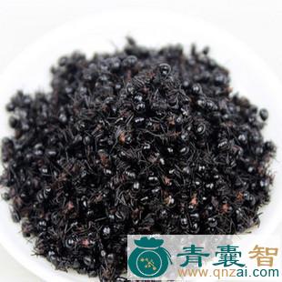 中药材飞蚁图片