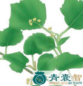 中药材飞蛾树图片